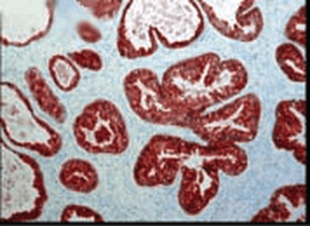 FKBP52 Antibody (PerCP)