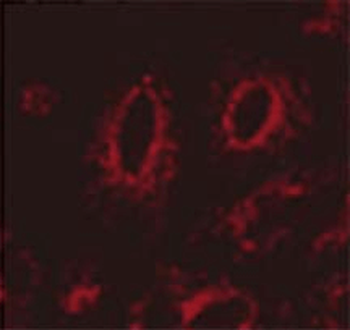 LAMP1 Antibody (Biotin)