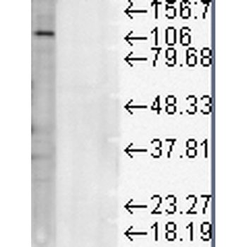 LAMP1 Antibody (Biotin)