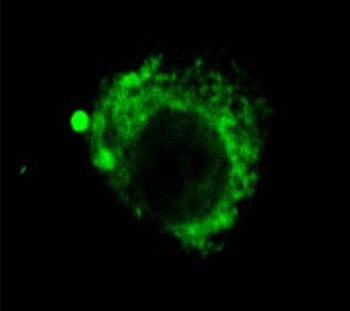 LAMP2 Antibody (APC)