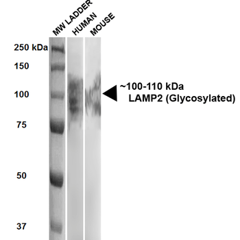 LAMP2 Antibody (Biotin)