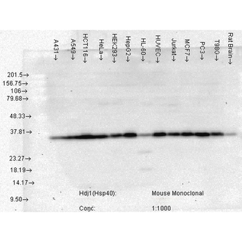 HSP40 Antibody (Biotin)