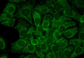 HSP90 alpha Antibody (Biotin)