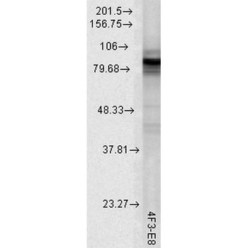 HSP90 (total) Antibody: Biotin