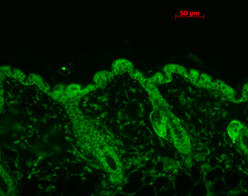 HSP90 (total) Antibody: Biotin