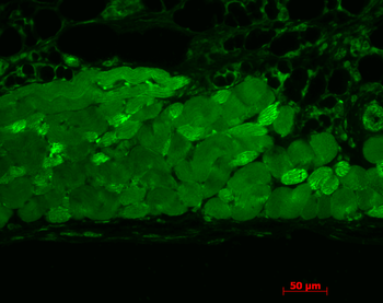 HSP90 (total) Antibody: Biotin