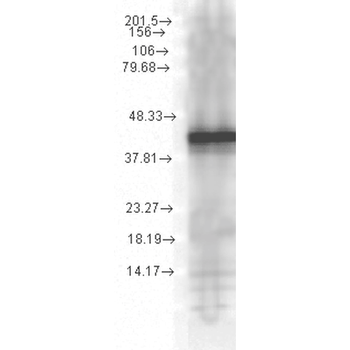 HSP40 Antibody (Biotin)