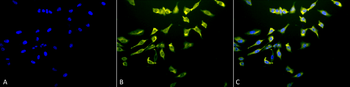 HSC70 (HSP73) Antibody: APC
