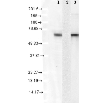 HSC70 (HSP73) Antibody: HRP