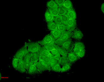 HSC70 (HSP73) Antibody: PerCP