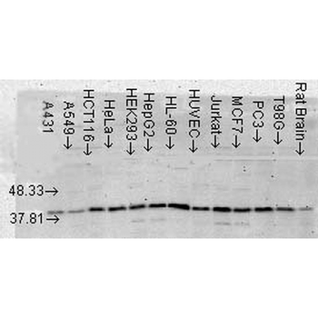 p38 MAPK Antibody (HRP)