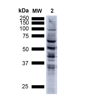 Nitrotyrosine Antibody: PerCP
