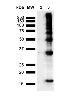 Nitrotyrosine Antibody: PerCP