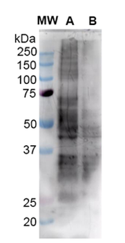 Nitrotyrosine Antibody: PerCP