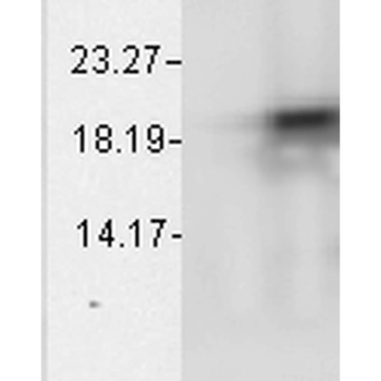 Alpha B Crystallin Antibody: FITC