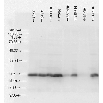 HSP27 Antibody (APC)