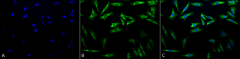 HSP27 Antibody (FITC)