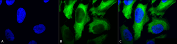 HSP27 Antibody (PerCP)