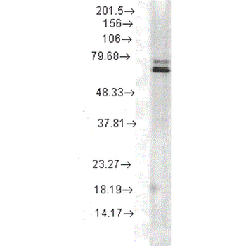 HSP70 Antibody (RPE)