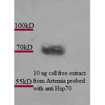 HSP70 Antibody (Biotin)
