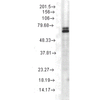 HSP70 Antibody (HRP)