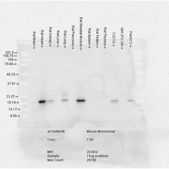 Alpha B Crystallin Antibody: PerCP