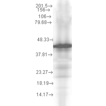 HSP40, YDJ1 Antibody: APC