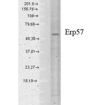 ERp57 Antibody (APC)
