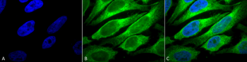 ERp57 Antibody (FITC)