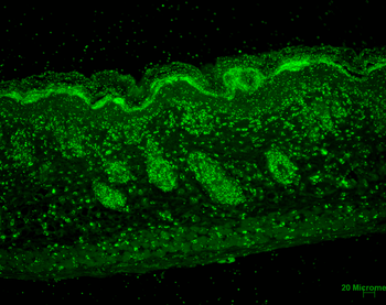 ERp57 Antibody (HRP)