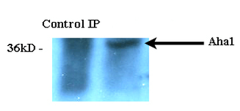 AHA1 Antibody: PerCP