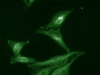 AHA1 Antibody: RPE
