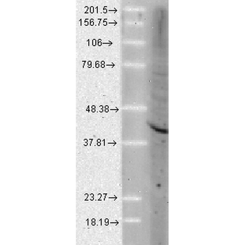 AHA1 Antibody: RPE