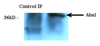 AHA1 Antibody: PerCP