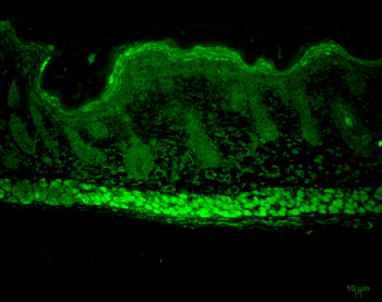 AHA1 Antibody: PerCP