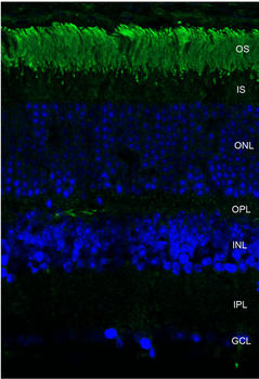 Rhodopsin Antibody (APC)