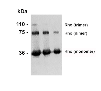 Rhodopsin Antibody (APC)