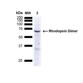 Rhodopsin Antibody (APC)