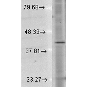 Rhodopsin Antibody (APC)