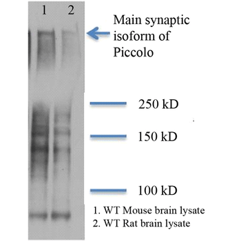 Piccolo Antibody (Biotin)