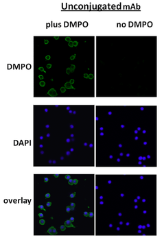 DMPO Antibody (APC)