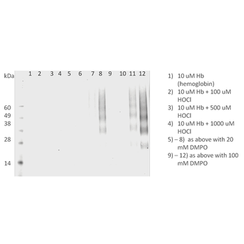 DMPO Antibody (APC)