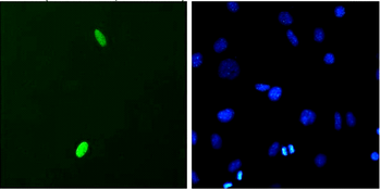 DUX4 Antibody (APC)