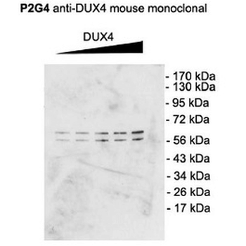 DUX4 Antibody (APC)