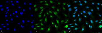MDC1 Antibody (APC)