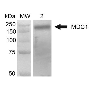 MDC1 Antibody (APC)