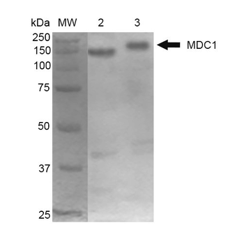 MDC1 Antibody (APC)