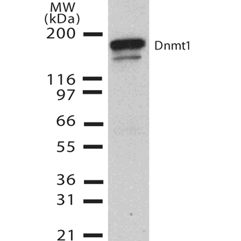 DNMT1 Antibody (RPE)