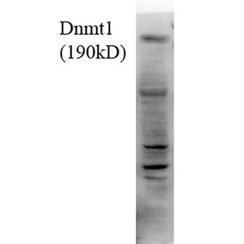 DNMT1 Antibody (HRP)