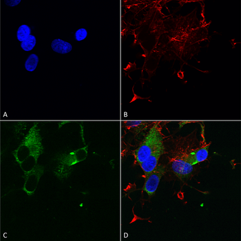 Cav1.3 Antibody: APC